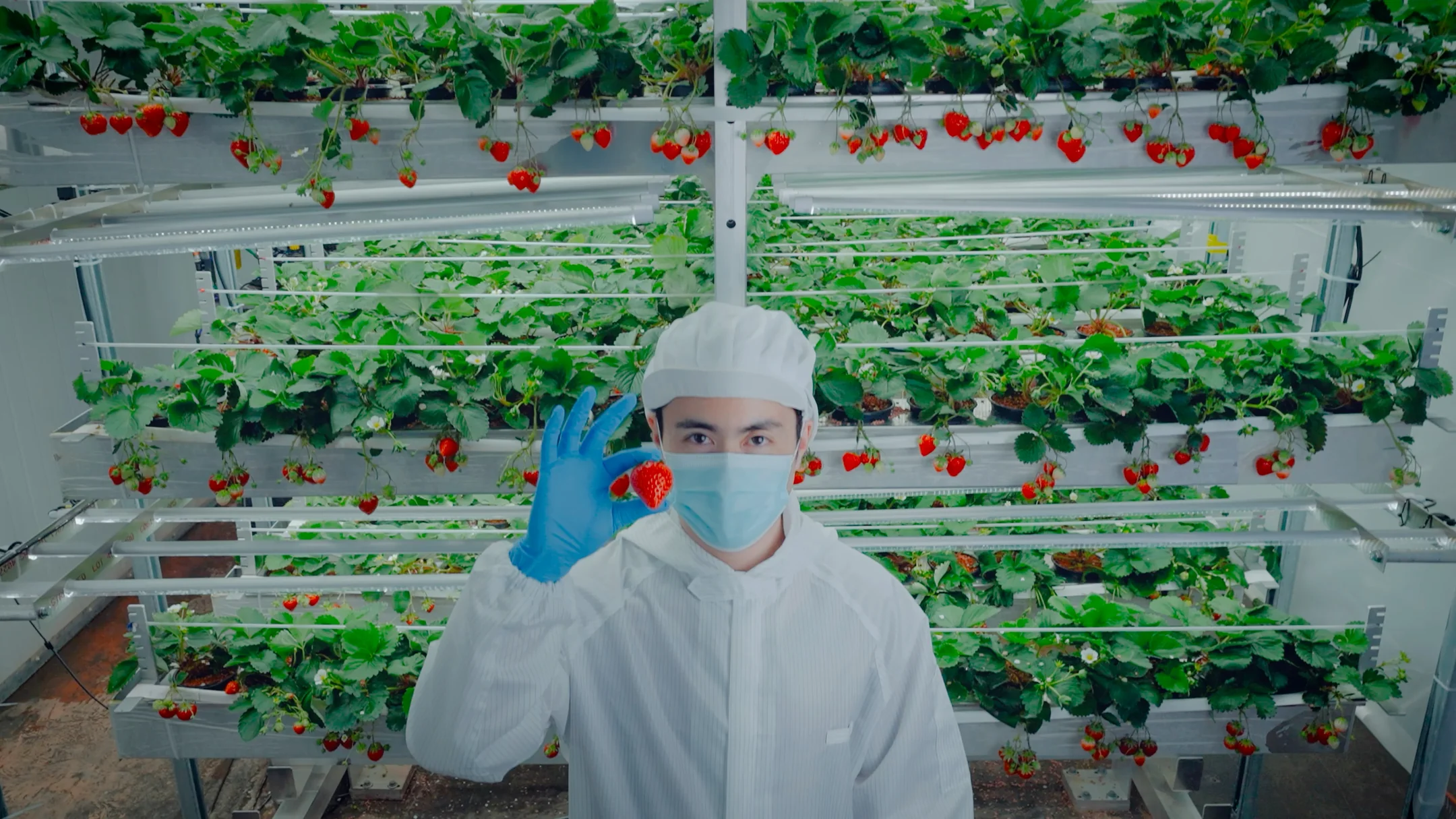 Oishii Scales Vertical Farming Robotics to Grow Pesticide-Free Strawberries at Commercial Volume Oishii Scales Vertical Farming Robotics to Grow Pesticide-Free Strawberries at Commercial Volume